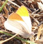 Sulphur Orange Tip